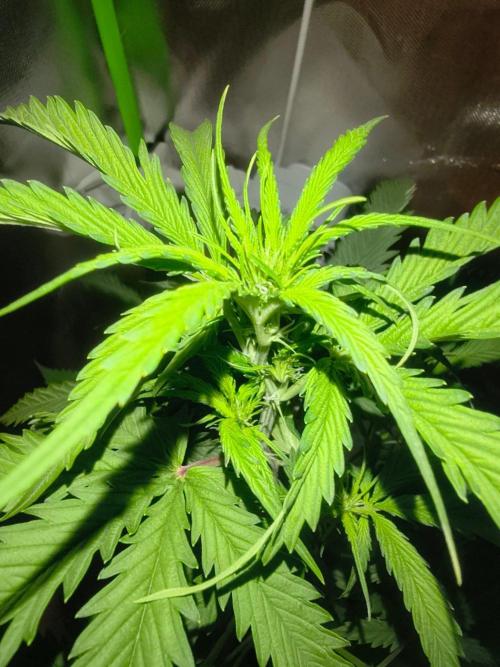 Teenage Mutant (Hopeful) Runtz Auto. Week 7