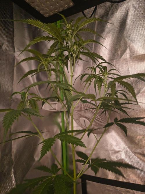 Teenage Mutant (Hopeful) Runtz Auto. Week 7