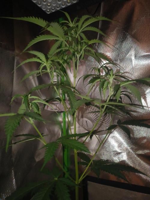 Teenage Mutant (Hopeful) Runtz Auto. Week 7