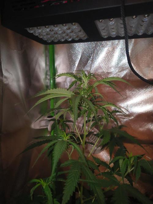 Runtz Auto. Week 7