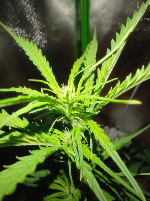 Teenage Mutant (Hopeful) Runtz Auto. Week 8