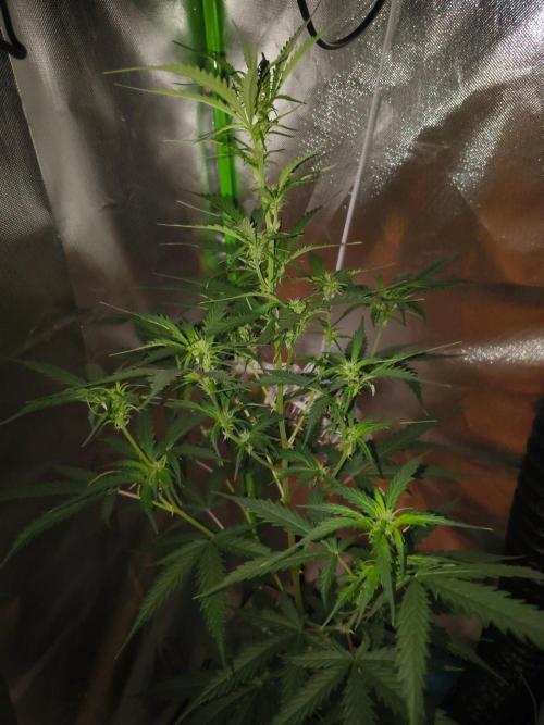 Teenage Mutant (Hopeful) Runtz Auto. Week 8