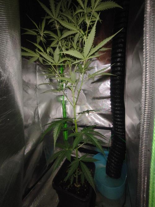 Teenage Mutant (Hopeful) Runtz Auto. Week 8