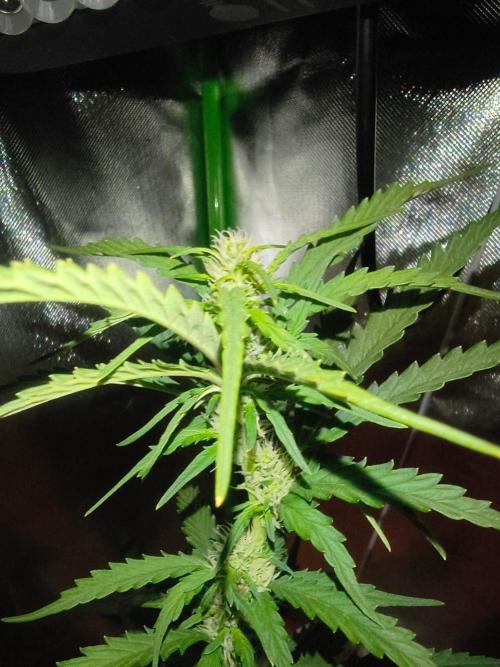 Teenage Mutant (Hopeful) Runtz Auto. Week 9