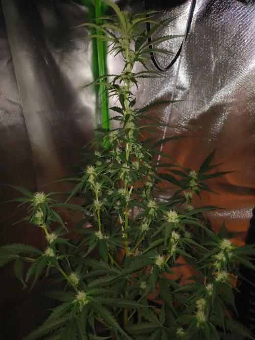 Teenage Mutant (Hopeful) Runtz Auto. Week 9
