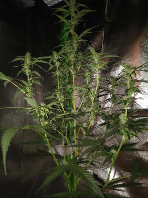 Teenage Mutant (Hopeful) Runtz Auto. Week 9