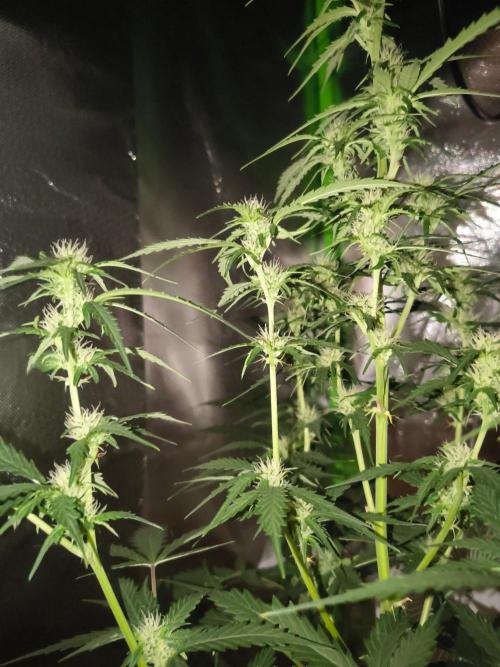 Teenage Mutant (Hopeful) Runtz Auto. Week 9