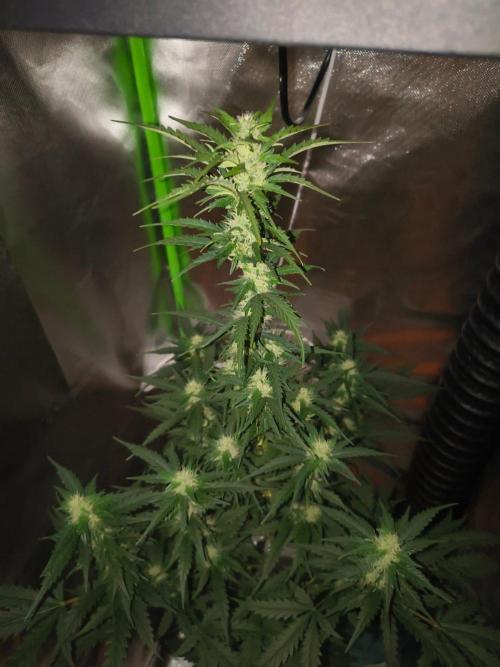 Teenage Mutant (Hopeful) Runtz Auto. Week 10