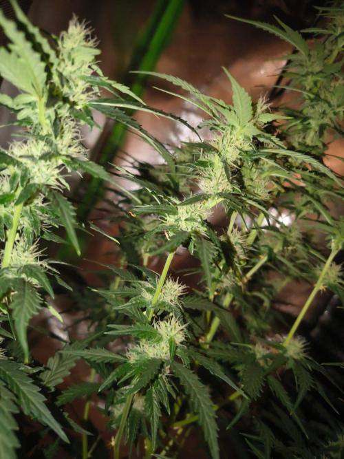 Teenage Mutant (Hopeful) Runtz Auto. Week 10