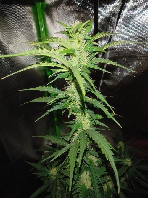 Teenage Mutant (Hopeful) Runtz Auto. Week 10