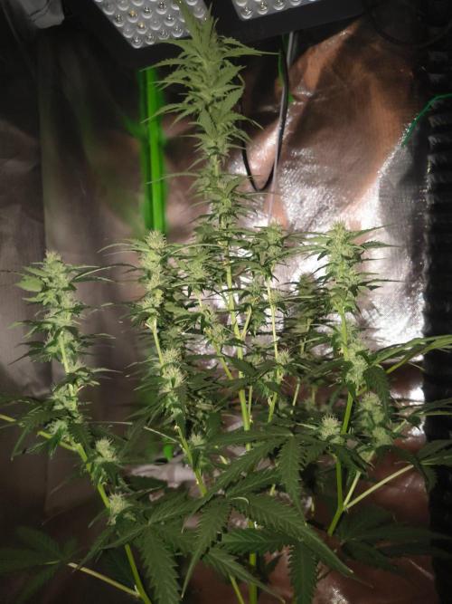 Teenage Mutant (Hopeful) Runtz Auto. Week 10