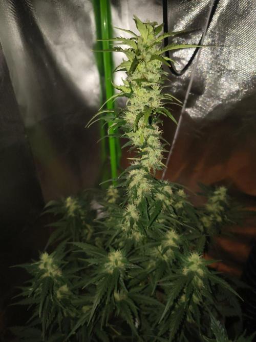 Teenage Mutant (Hopeful) Runtz Auto. Week 11
