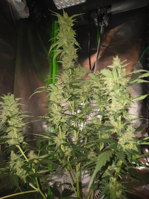 Teenage Mutant (Hopeful) Runtz Auto. Week 12