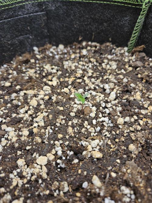 Strawberry Cheesecake Auto. Week 0