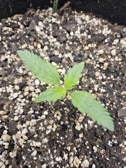 Seedsman Strawberry Cheesecake Auto. Week 1