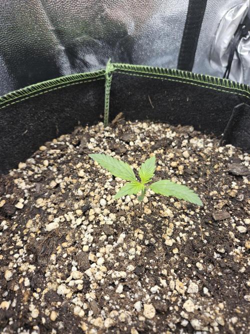 Strawberry Cheesecake Auto. Week 1