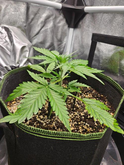 Seedsman Strawberry Cheesecake Auto. Week 2
