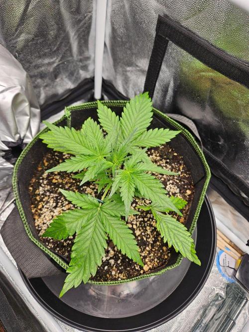 Seedsman Strawberry Cheesecake Auto. Week 2
