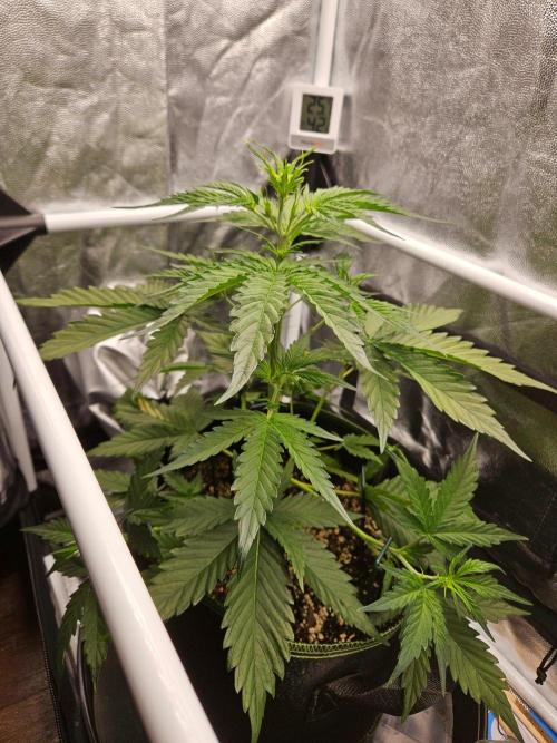 Seedsman Strawberry Cheesecake Auto. Week 3