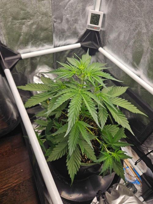 Strawberry Cheesecake Auto. Week 3