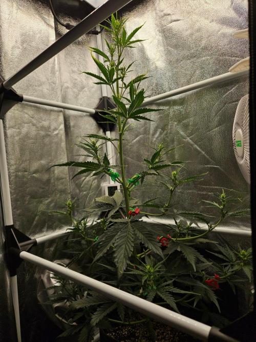 Seedsman Strawberry Cheesecake Auto. Week 4