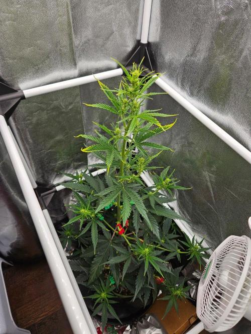 Strawberry Cheesecake Auto. Week 4