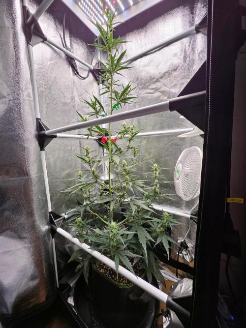 Seedsman Strawberry Cheesecake Auto. Week 5