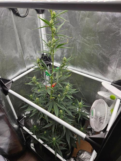 Seedsman Strawberry Cheesecake Auto. Week 5