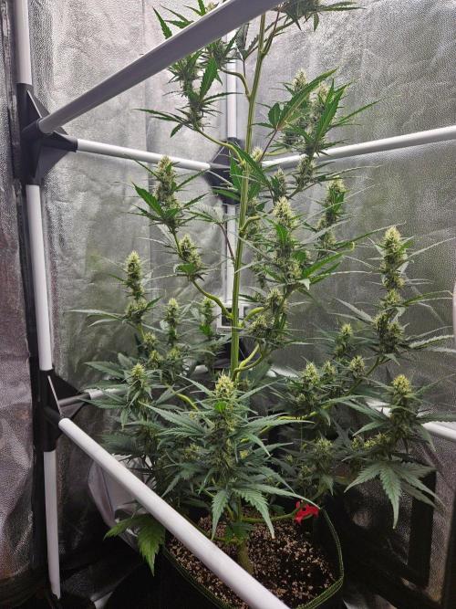 Seedsman Strawberry Cheesecake Auto. Week 6