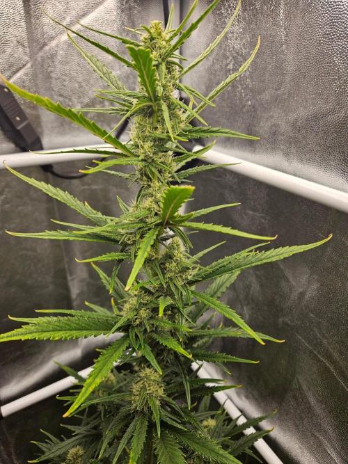 Seedsman Strawberry Cheesecake Auto. Week 6