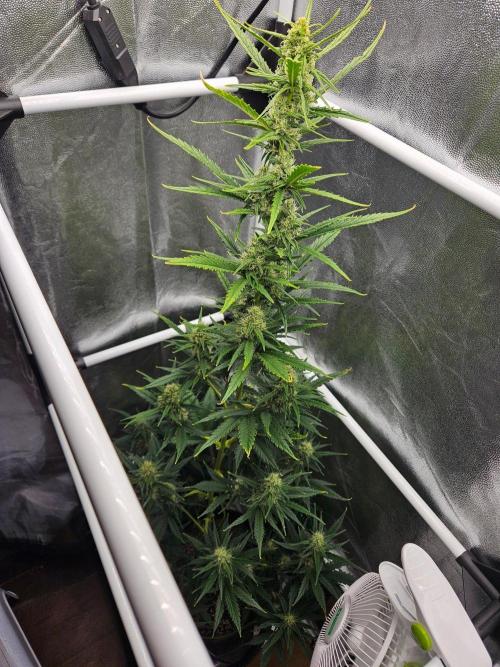 Seedsman Strawberry Cheesecake Auto. Week 6
