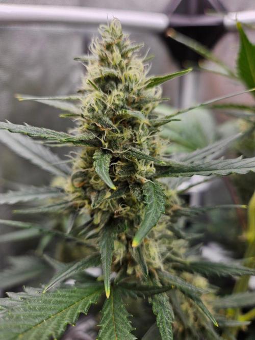 Strawberry Cheesecake Auto. Week 7
