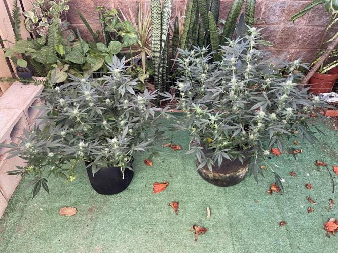 Rouge and blue on self wicking bases. Week 3 - Sprayed for whitefly n sat out for a day 
