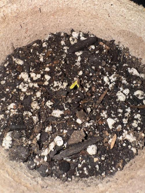 First Time. Week 0