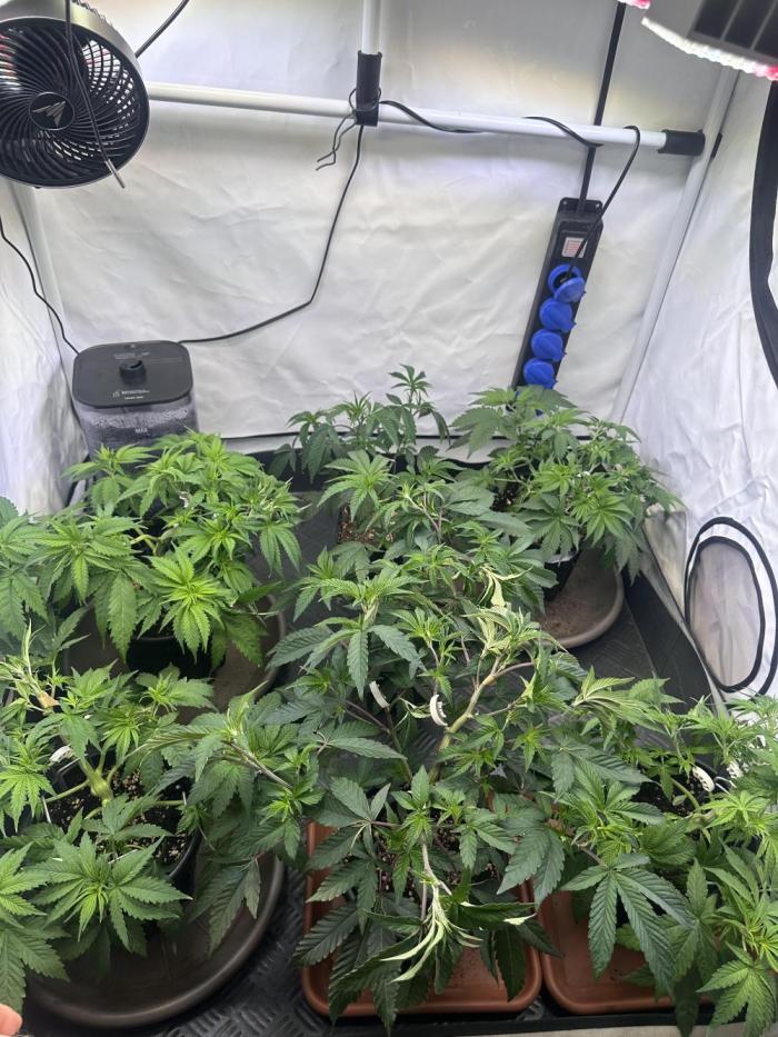 Serious Wizard. Week 3