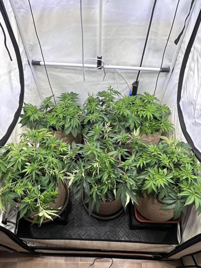 Serious Wizard. Week 5