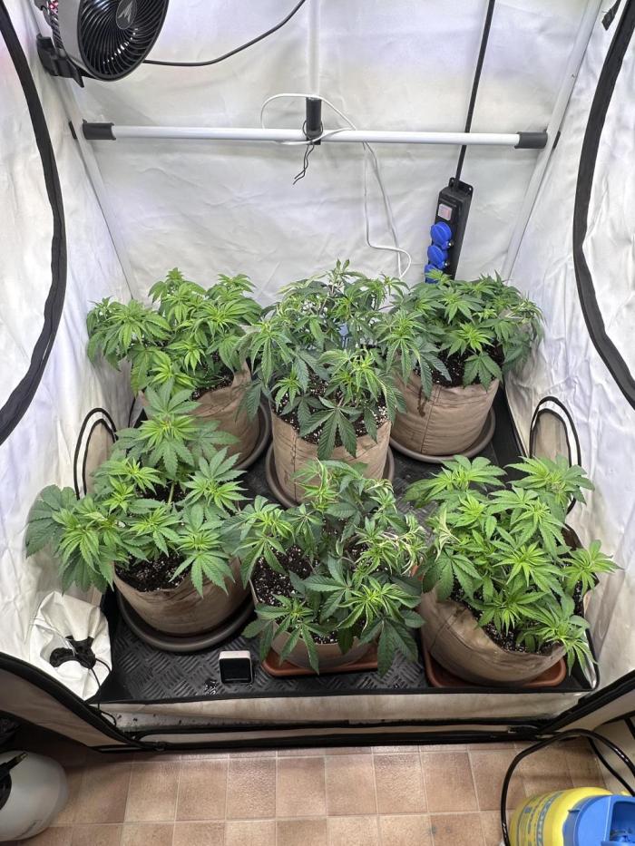Serious Wizard. Week 4