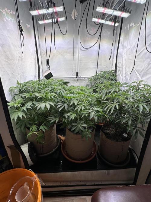 Serious Wizard. Week 6