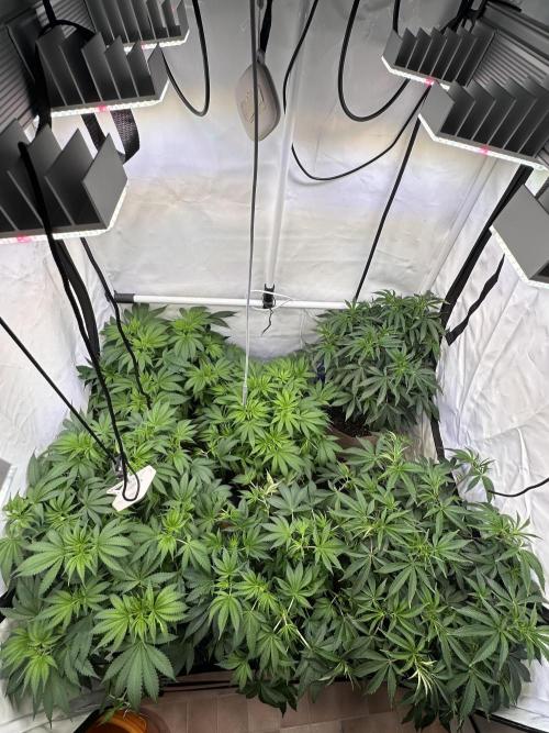 Serious Wizard. Week 6
