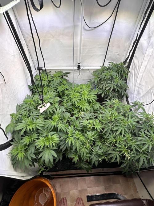 Serious Wizard. Week 6