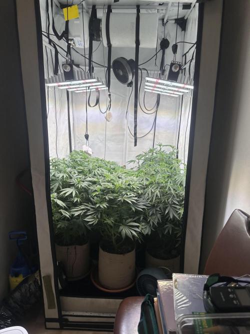 Serious Wizard. Week 7