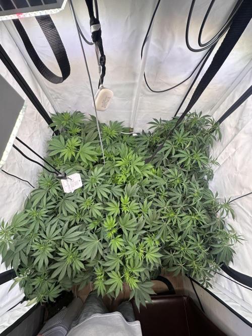 Serious Wizard. Week 7