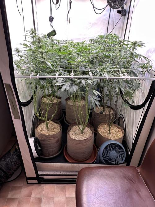 Serious Wizard. Week 9