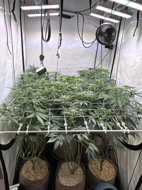 Serious Wizard. Week 9