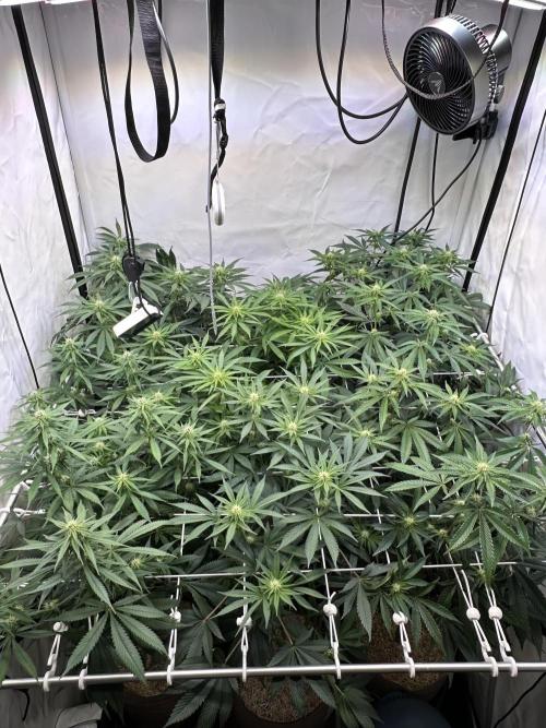 Serious Wizard. Week 9
