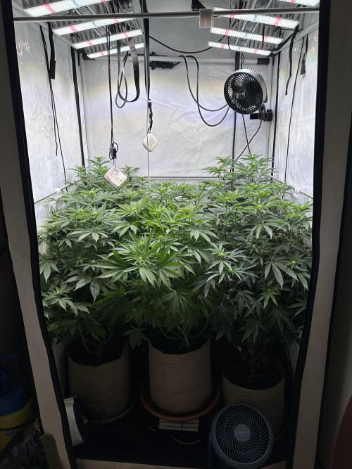 Serious Wizard. Week 8