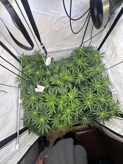 Serious Wizard. Week 8