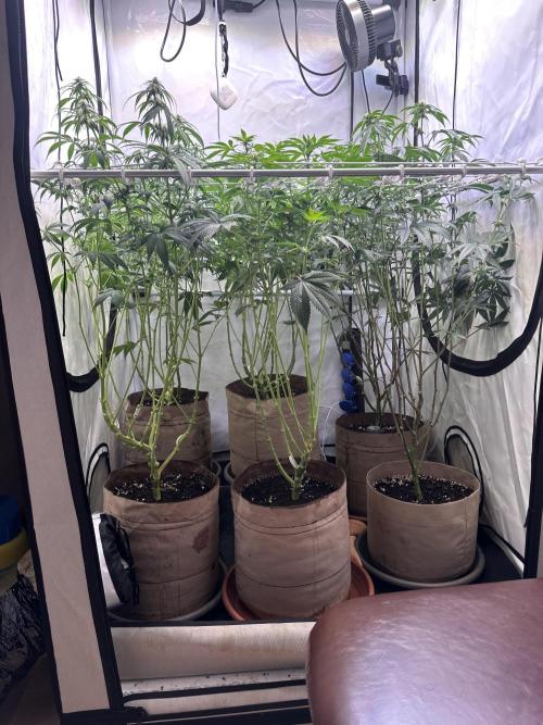 Serious Wizard. Week 8