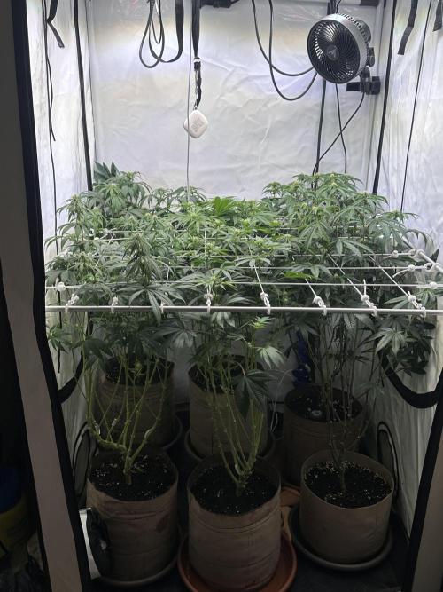 Serious Wizard. Week 8