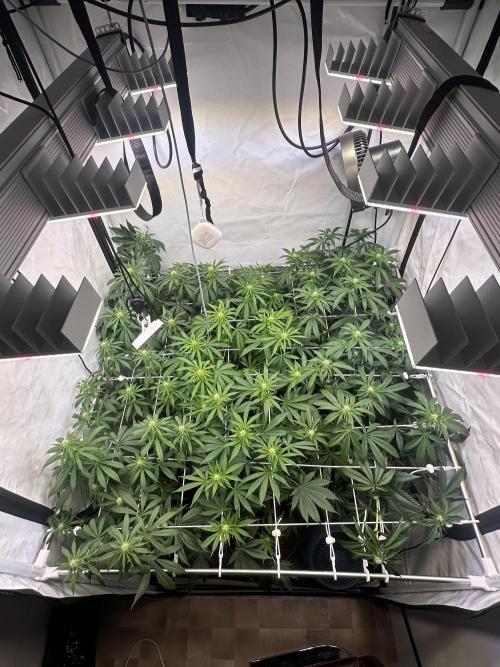 Serious Wizard. Week 8